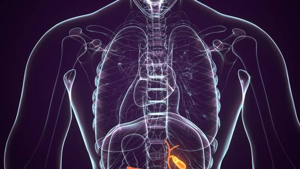 istock 3d rendered medically accurate illustration of the gallbladder 1207998014