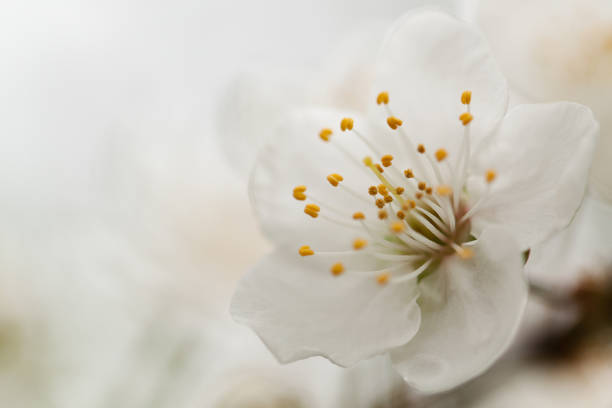 beautiful wonderful apple tree flower with delicate petals