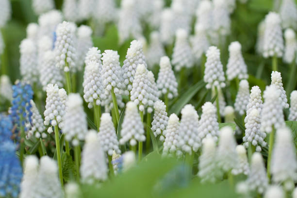 istock white muscari flowers blooming in the park 1207998247