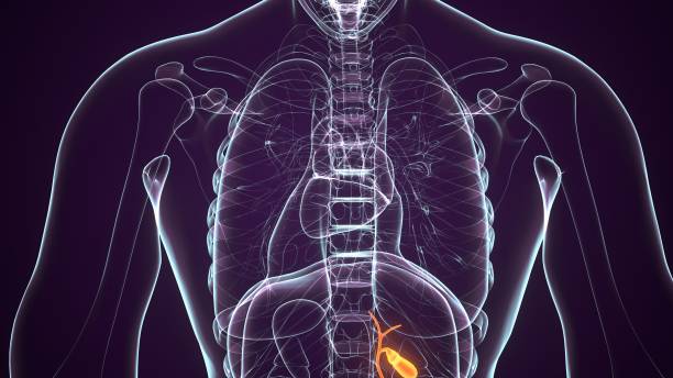 istock 3d rendered medically accurate illustration of the gallbladder 1207998291