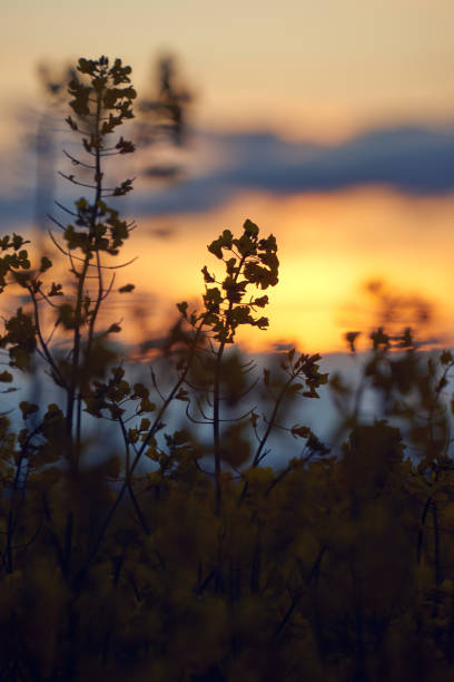 istock beautiful sunset - rapeseed flower closeup, bright springtime landscape, dark sky, clouds and sunlight 1207998988