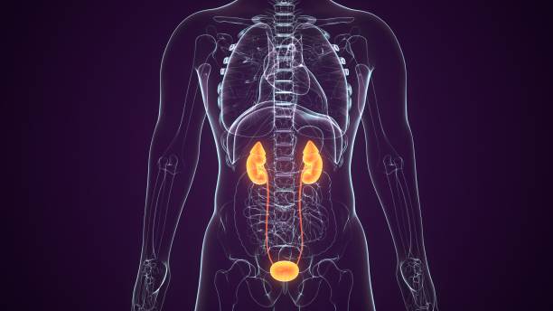 3D Illustration of Human Urinary System Kidneys Anatomy The kidneys are two bean-shaped organs found in vertebrates. They are located on the left and right in the retro peritoneal space, and in adult humans are about centimeters in length. They receive blood from the paired renal arteries; blood exits into the paired renal veins. Each kidney is attached to a ureter, a tube that carries excreted urine to the bladder. urinary system stock pictures, royalty-free photos & images