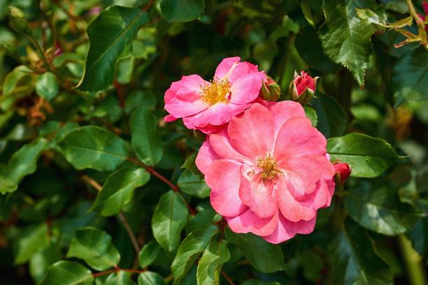 istock rosehip bush with large red flowers 1208001601
