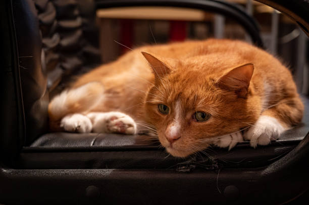 istock Ginger cat resting on office chair 1208001853