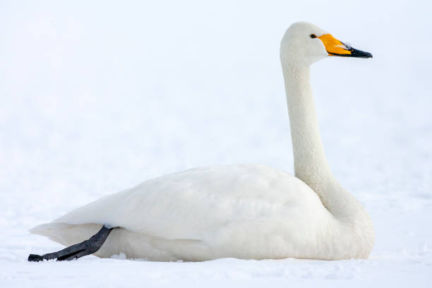 istock Adult Whooper Swan (Cygnus cygnus) 1208001971