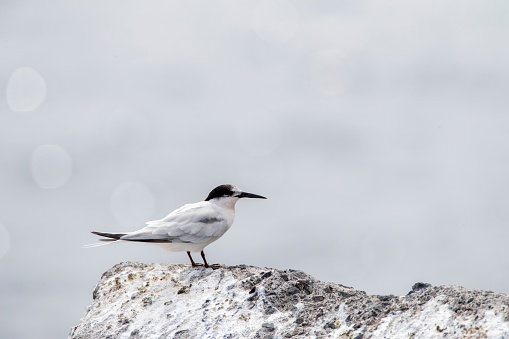 Adult Roseate Tern (Sterna dougallii) in late summer plumage. Standing on a rock in a local harbour on Madeira, Portuga.