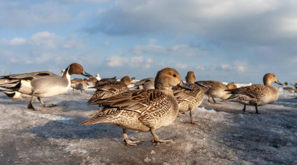 istock Wintering Northern Pintail (Anas acuta) 1208003699