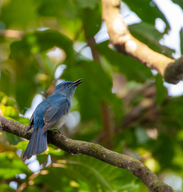 istock Male Pale Blue Flycatcher (Cyornis unicolor) 1208003711