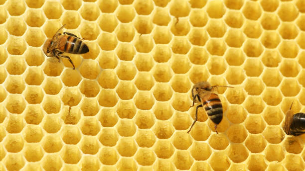 istock working bees fill honeycombs with honey 1208003862