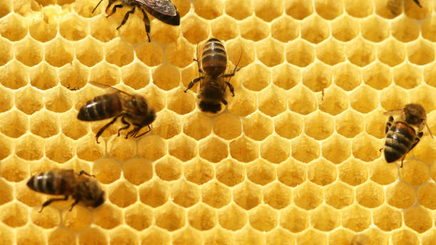 istock working bees fill honeycombs with honey 1208003891