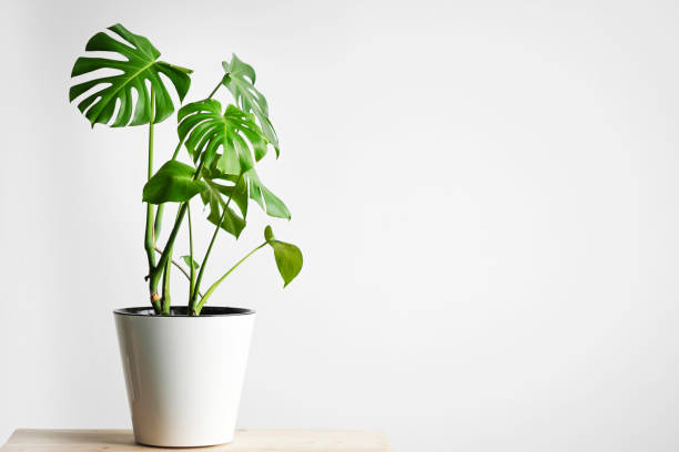istock monstera flower in a white pot stands on a wooden table 1208003953