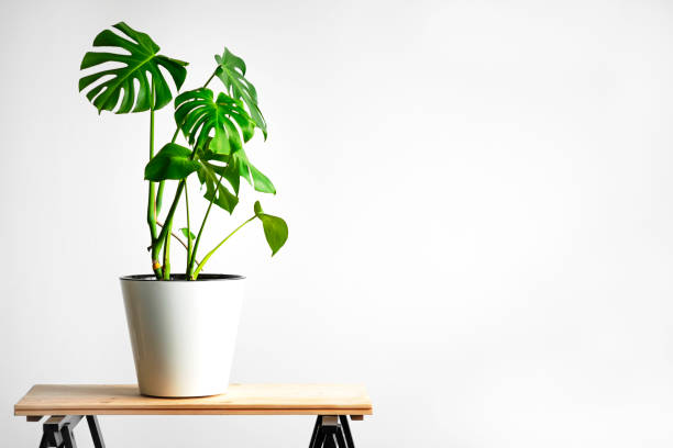 istock monstera flower in a white pot stands on a wooden table 1208003963