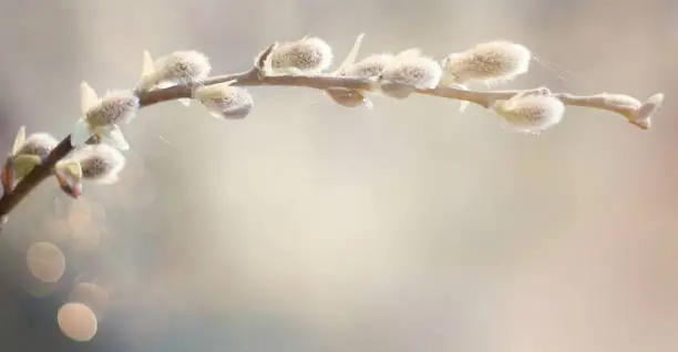 Soft Spring nature Background with pussy willow branch. Blooming fresh Willow branch tree close up on blur natural background. Wide Angle Spring Template or Web banner With Copy Space for design