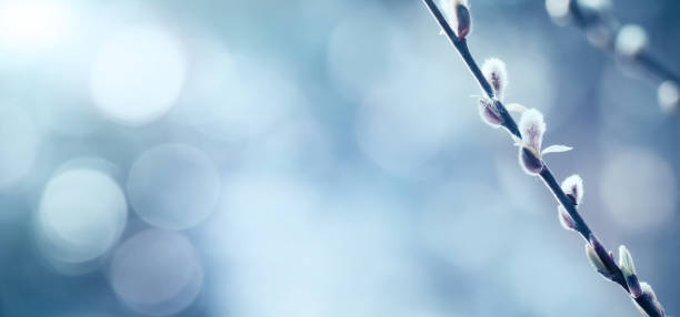 istock Delicate Spring nature background with pussy willow branch 1208004008