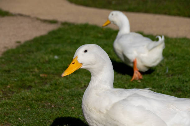istock Side angle view of a white pekin duck 1208004927
