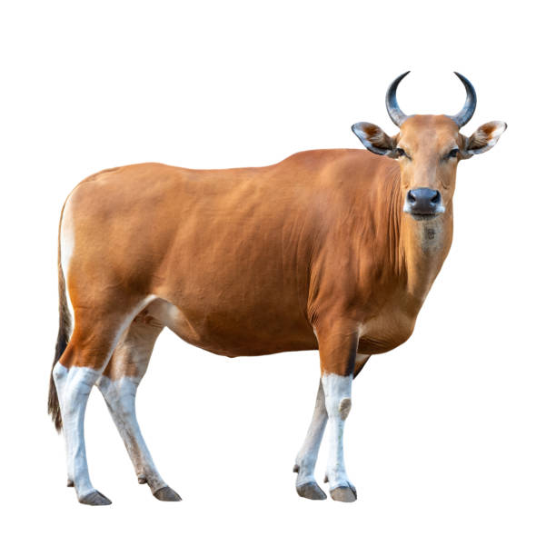 banteng di latar belakang putih - sapi bali sapi potret stok, foto, & gambar bebas royalti
