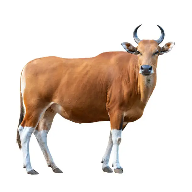 Banteng, Tembadau or Bos Javanicus isolated on white background, Female brown wild cattle standing and looking back is a wildlife mammal