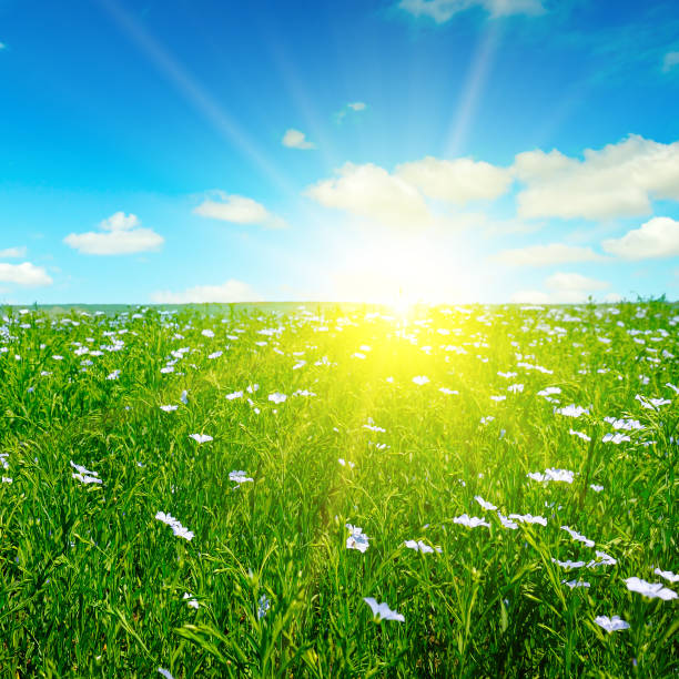 istock Field with flowering flax and sun rise on blue sky. 1208005497