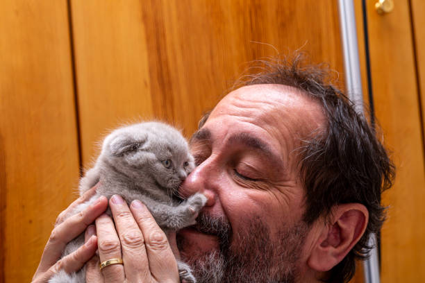 istock Man and real cat love, Newborn Scottish fold kitten 1208006104