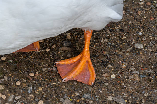 istock Webbed orange feet of American Pekin Duck 1208006344