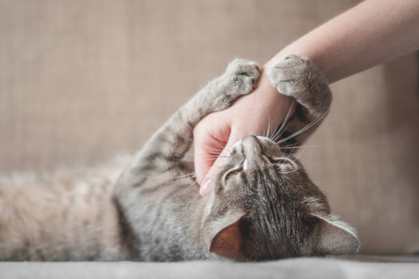 istock gray striped cat with woman's hand on a brown background. 1208006396