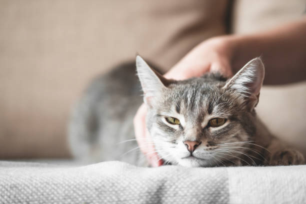 istock gray striped cat with womans hand on a brown background. 1208006405