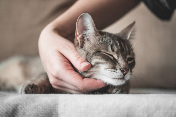 istock gray striped cat with womans hand on a brown background. 1208006408