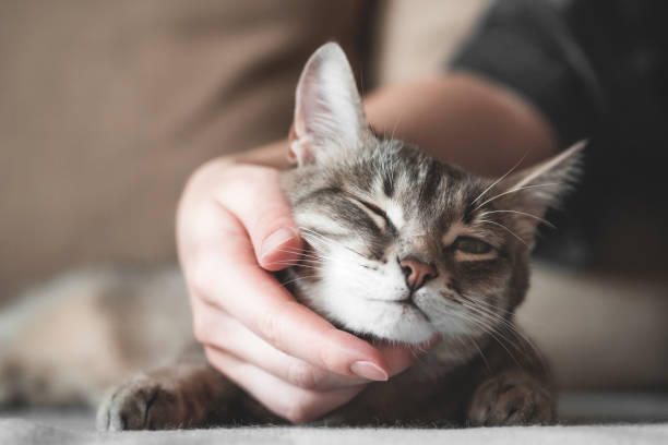 istock gray striped cat with womans hand on a brown background. 1208006413
