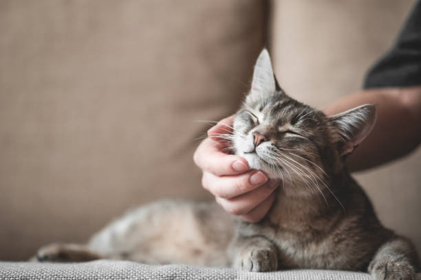 istock gray striped cat with womans hand on a brown background. 1208006417