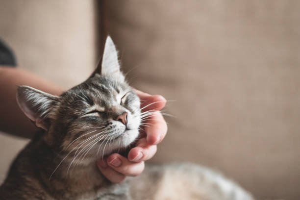 istock gray striped cat with womans hand on a brown background. 1208006420