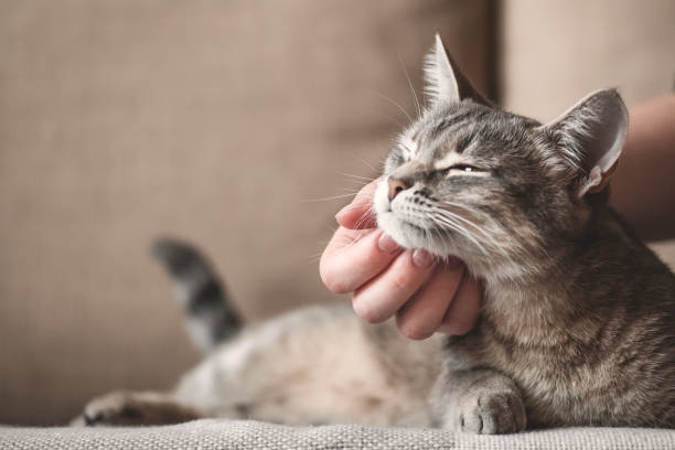istock gray striped cat with womans hand on a brown background. 1208006440