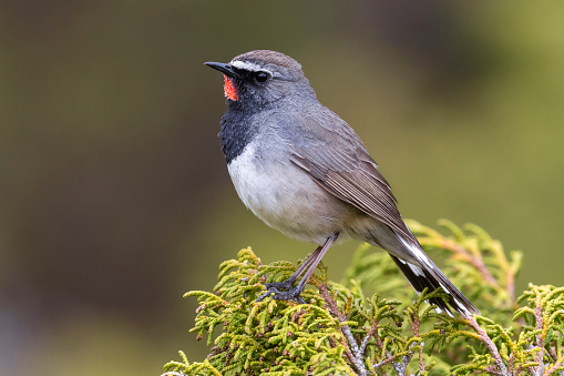 Stunning male Himalayan Rubythroat (Luscinia pectoralis ballioni) perched on top of bush in mountains of Kazakhstan. Also known as White-tailed Rubythroat.