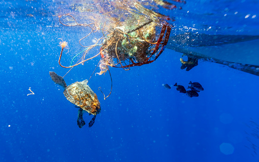 Loggerhead Sea Turtle (Caretta caretta) trapped on a loose fishing net in Atlantic ocean off Pico, Azores, Portugal.