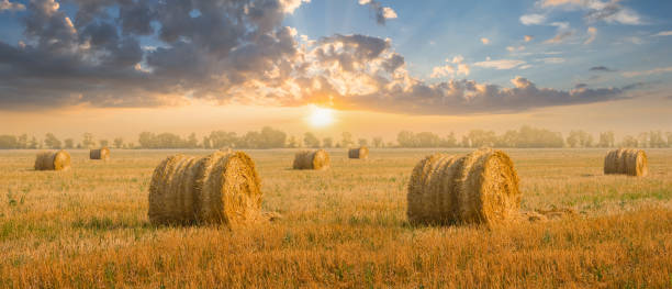 istock wheat field after a harvest with haystack at the sunset, rural agricultural scene 1208007629