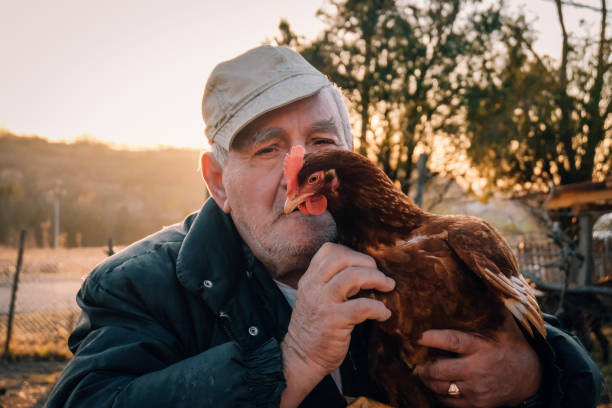 istock Senior Farmer holding chickens on farm 1208007795