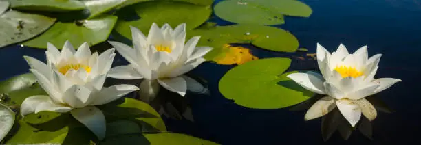 white water lilies flow on a summer river, wide summer outdoor scene