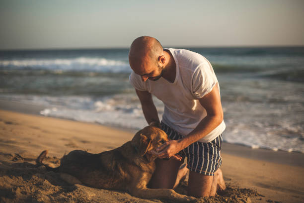 istock Taking a dog to the beach 1208007859