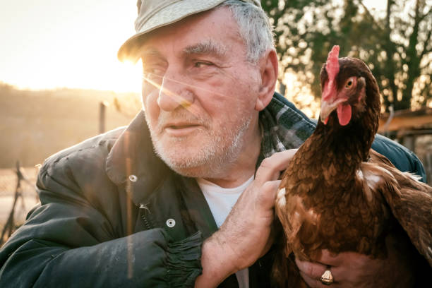 istock Senior Farmer holding chickens on farm 1208008045