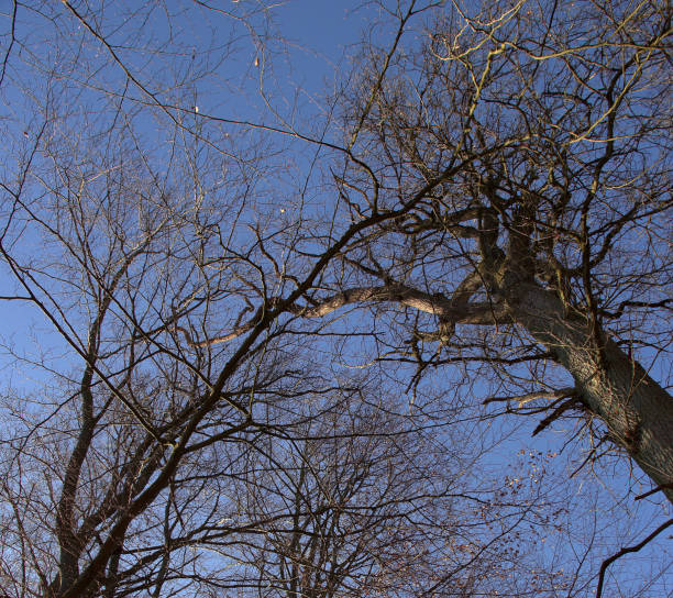 una vista da una cima di alberi di diversi faggi e querce nella foresta primordiale di sababurg in una giornata di sole a gennaio - beech tree wilderness area forest log foto e immagini stock