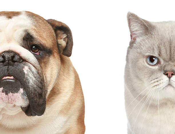 istock Dog and cat. Half of muzzle close-up portrait 120800940