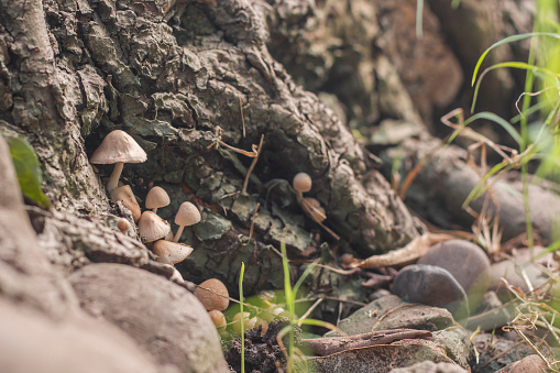 Beautiful Mushroom Scene, Nature Background