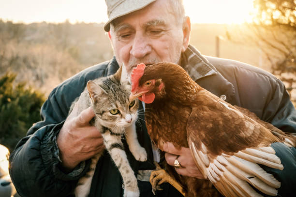 istock Senior Farmer holding chicken and cat in Hands 1208010420