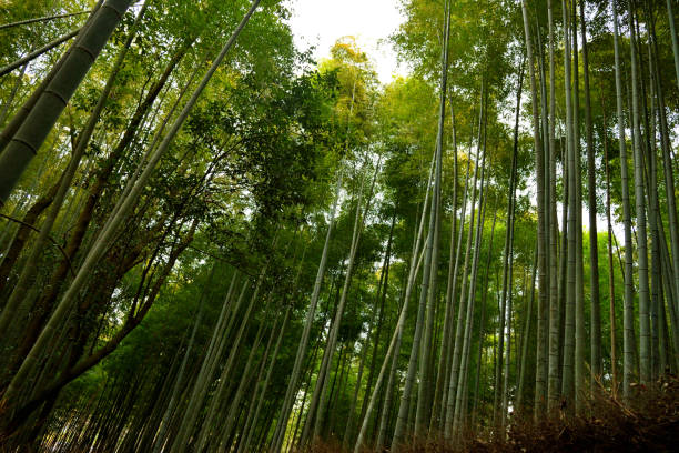 istock View of the bamboo forest in Arashiyama 1208010561