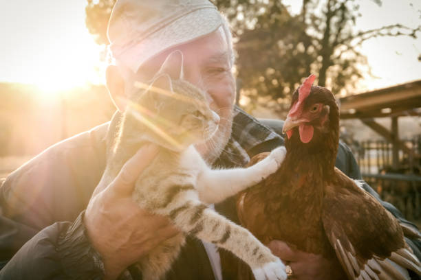 istock Senior Farmer holding chicken and cat in Hands 1208011848
