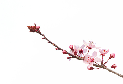 Cherry blossom blossoming during spring on white background