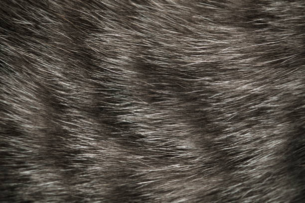 istock image of cat fur, grey color with black stripes for pattern and background 1208013635