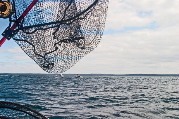 istock Open Ocean Fishing 1208014013