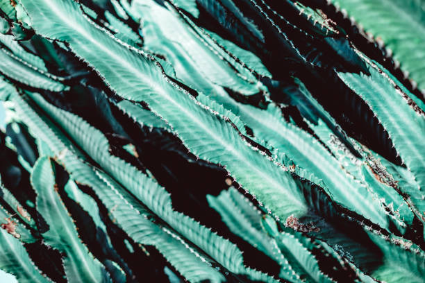 istock Succulent cactus plant natural background 1208015932