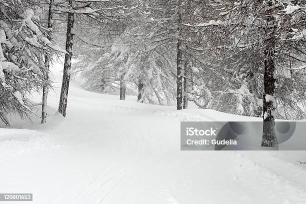 Winter Forest Stock Photo - Download Image Now - Cold Temperature, Color Image, Environment