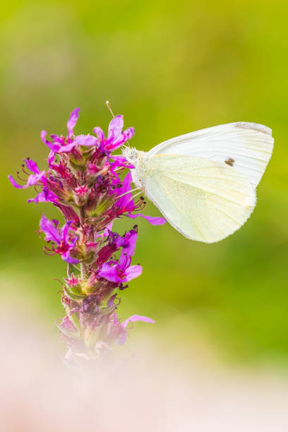 istock Pieris rapae small white butterfly pollinating on pink purple flowers 1208018508